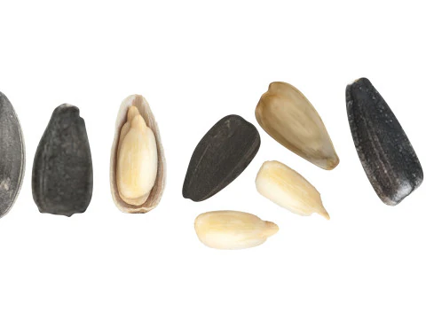 Sunflower Seeds Set 3D Model