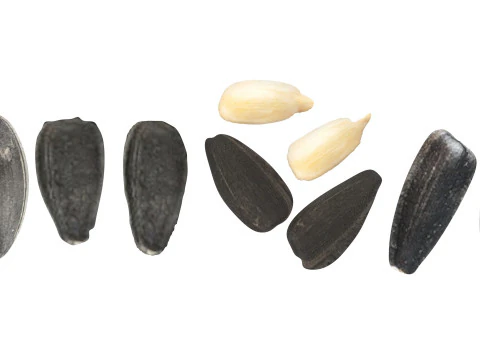 Sunflower Seeds Set 3D Model