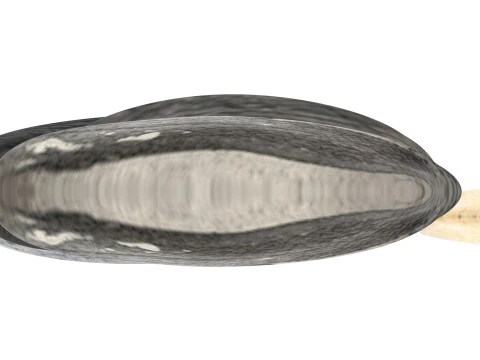 Sunflower Seeds Set 3D Model