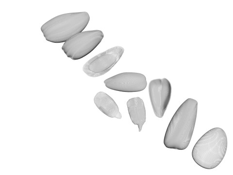 Sunflower Seeds Set Model 3D