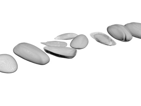 Sunflower Seeds Set 3D Model
