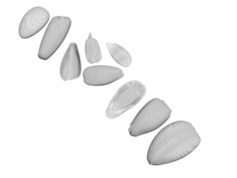 Sunflower Seeds Set 3D Model