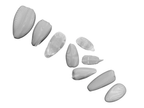 Sunflower Seeds Set 3D Model