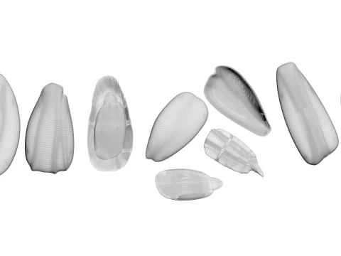 Sunflower Seeds Set 3D Model