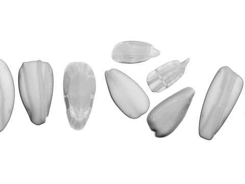 Sunflower Seeds Set Model 3D