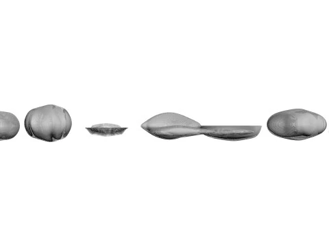 Sunflower Seeds Set 3D Model