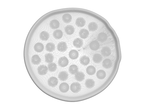 Pepperoni Pizza 3D Model
