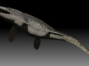 Mosasaurus 3D Model