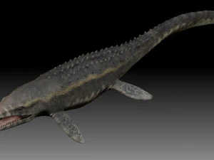 Mosasaurus 3D Model