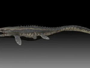 Mosasaurus 3D Model