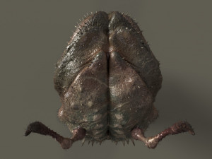 Alien insectoid 3D Model