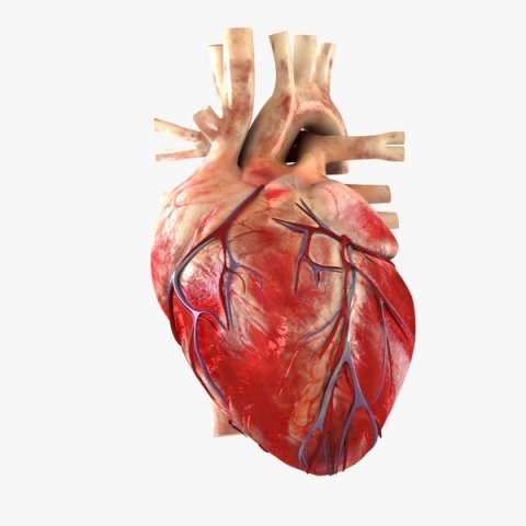 Heart 3D Модель .c4d .max .obj .3ds .fbx .stl .blend