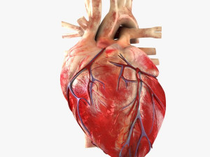 Heart 3D-Modell