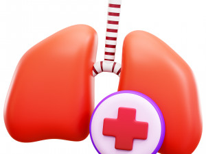 Lungs 3D Model