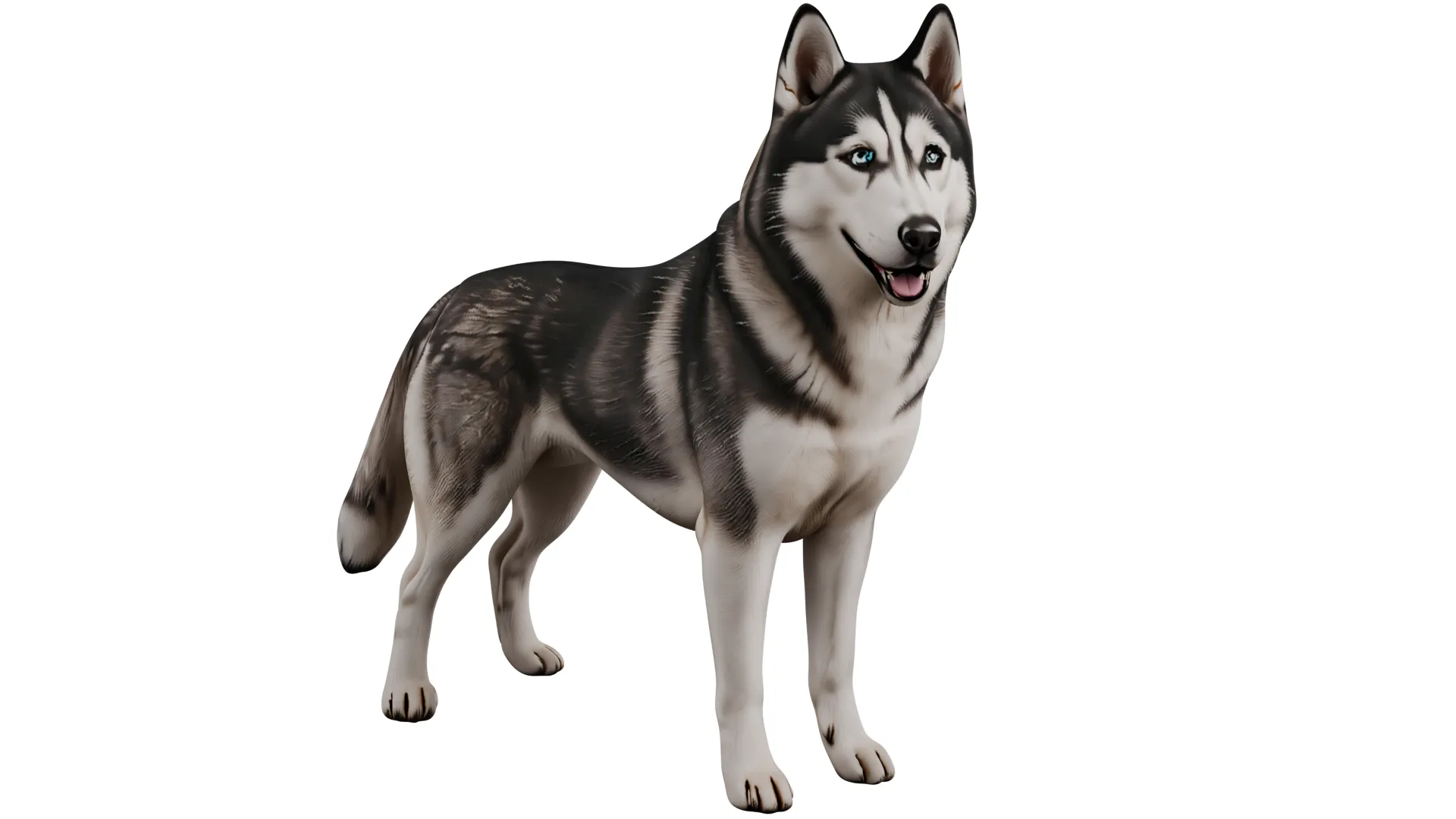 Siberian Husky 3D Model .c4d .max .obj .3ds .fbx .stl .blend 