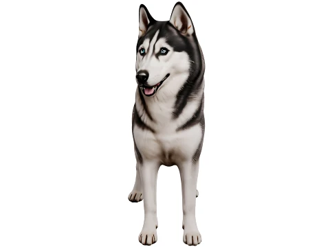 Siberian Husky 3D Model