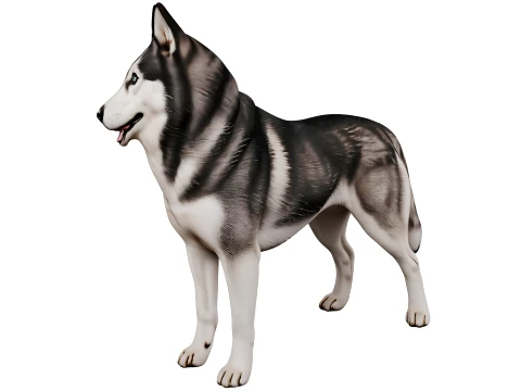 Siberian Husky 3D Model