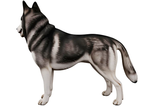 Siberian Husky 3D Model