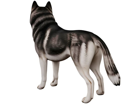 Siberian Husky 3D Model