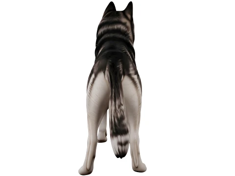 Siberian Husky 3D Model