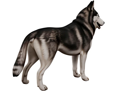 Siberian Husky 3D Model