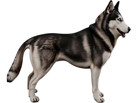Siberian Husky 3D Model