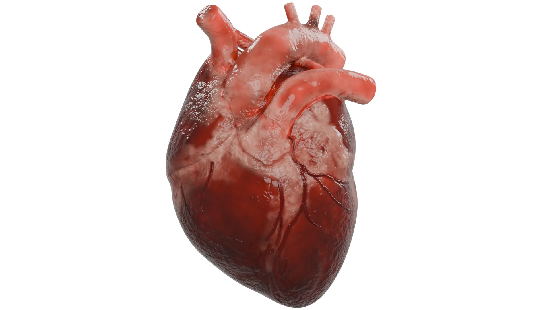 Human Heart 3D Model .c4d .max .obj .3ds .fbx .stl .blend