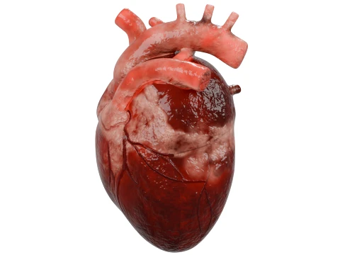 Human Heart 3D Model