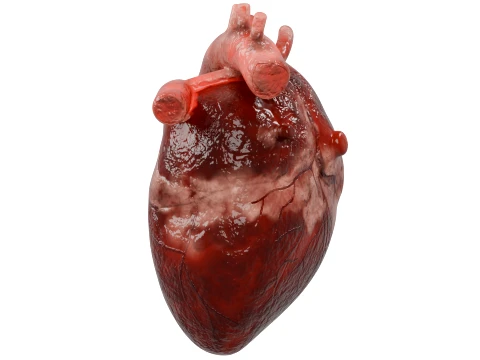 Human Heart 3D Model