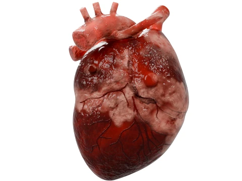 Human Heart 3D Model