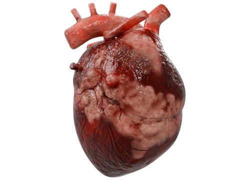 Human Heart 3D Model