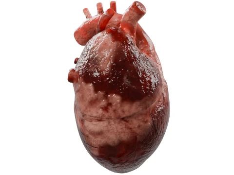 Human Heart 3D Model