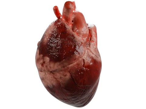 Human Heart 3D Model