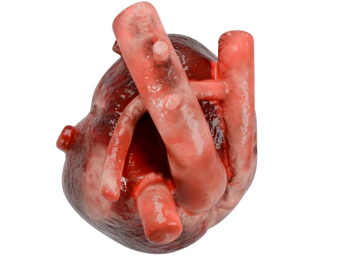 Human Heart 3D Model