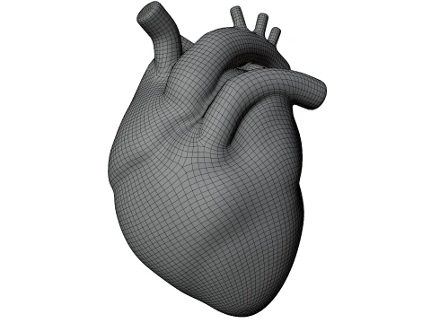 Human Heart 3D Model