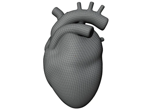 Human Heart 3D Model
