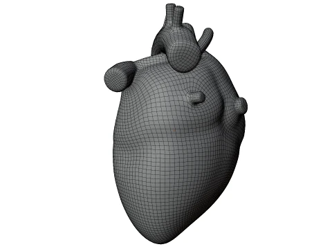 Human Heart 3D Model