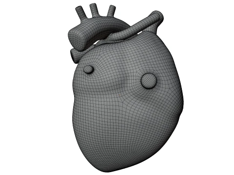 Human Heart 3D Model