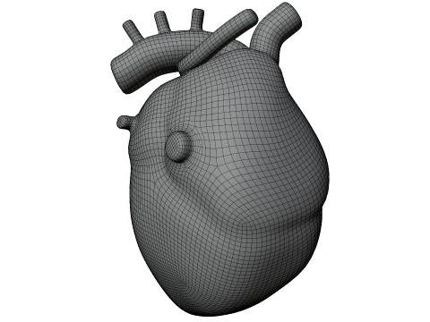Human Heart 3D Model