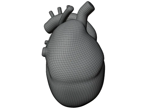 Human Heart 3D Model