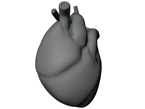 Human Heart 3D Model
