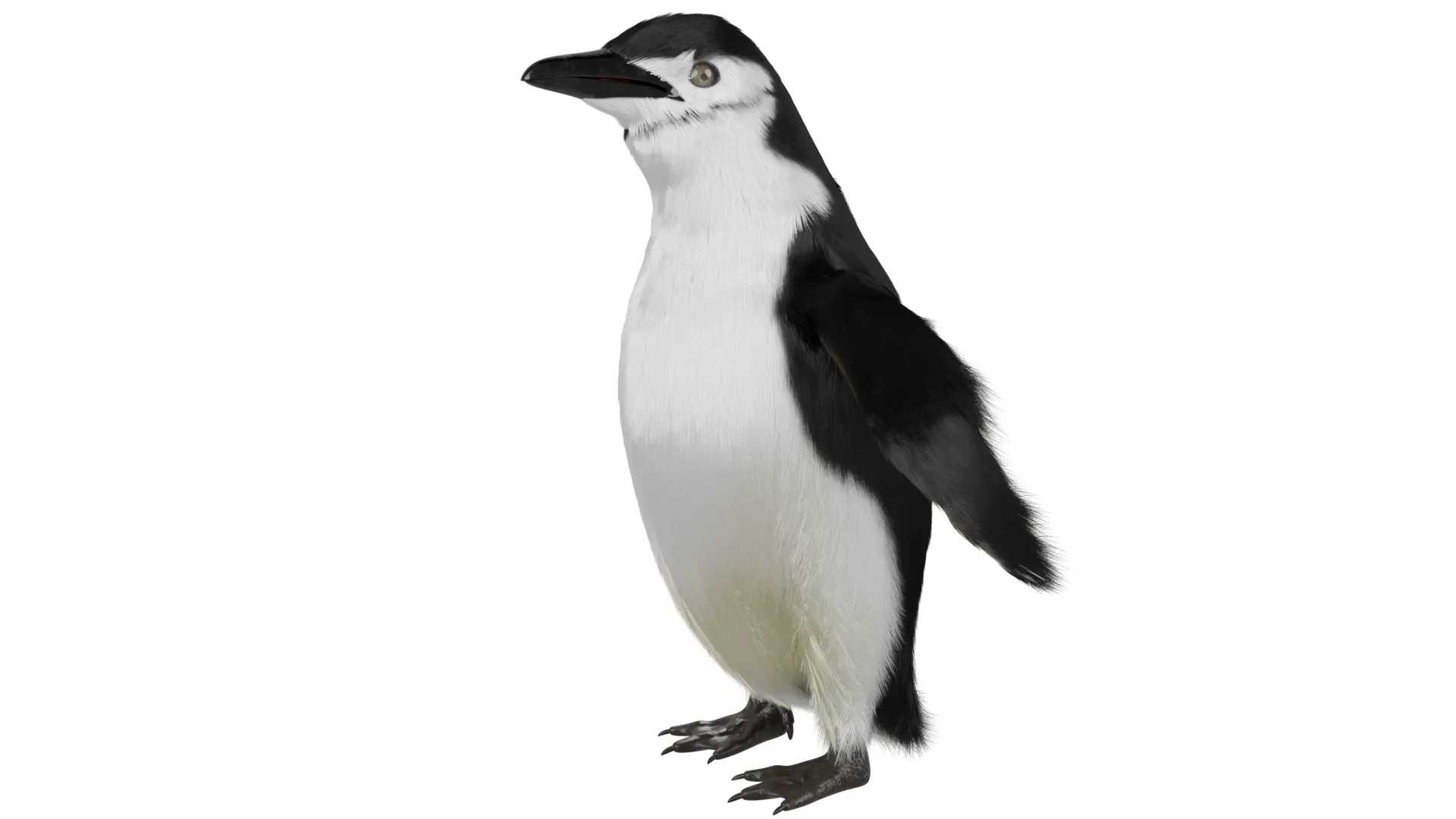 Penguin 3D Model .c4d .max .obj .3ds .fbx .stl .blend
