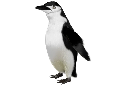 Pinguin 3D Modell