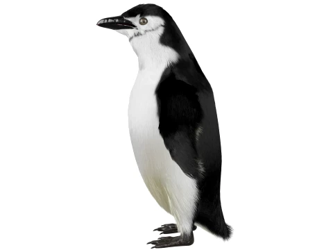 Penguin 3D Model
