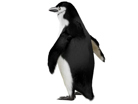 Penguin 3D Model