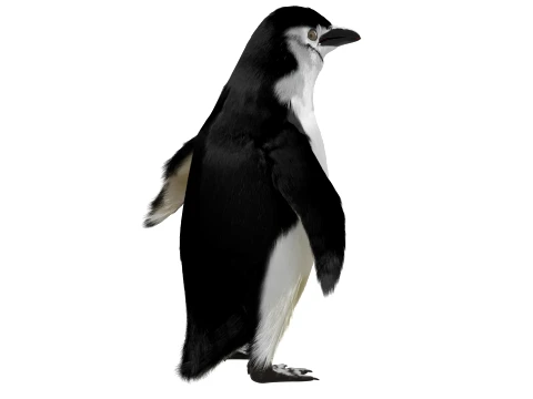 Penguin 3D Model