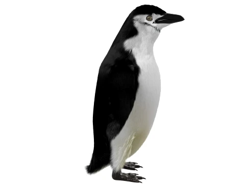 Penguin 3D Model
