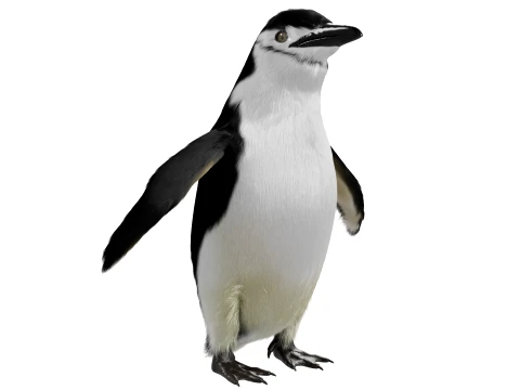 Penguin 3D Model