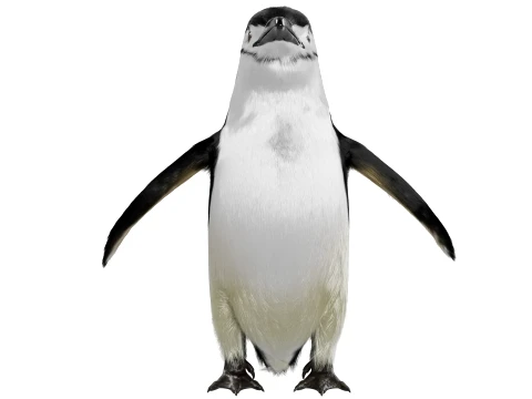 Penguin 3D Model