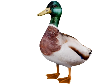 Canard colvert Modèle 3D